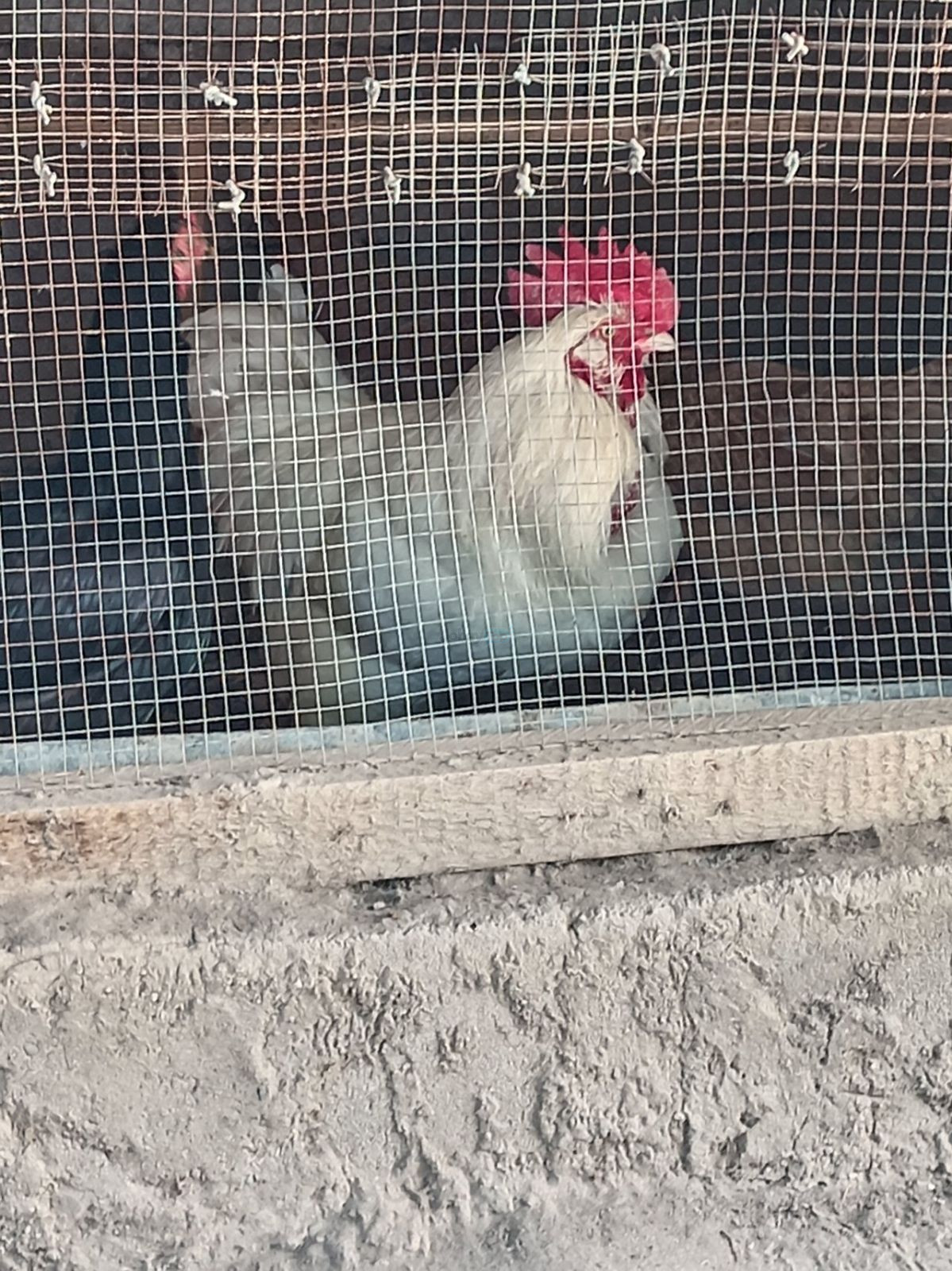 Brahma rooster and hens for sale, Samarkand district