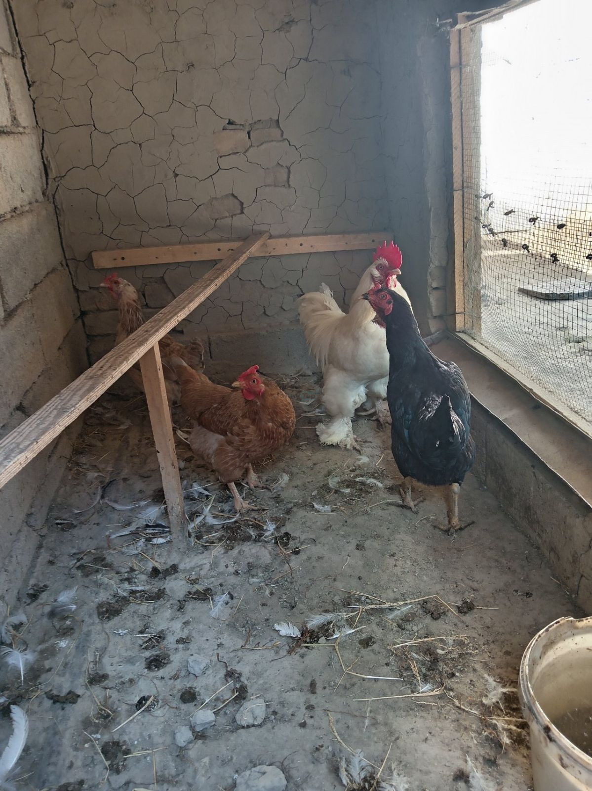 Brahma rooster and hens for sale, Samarkand district — 2