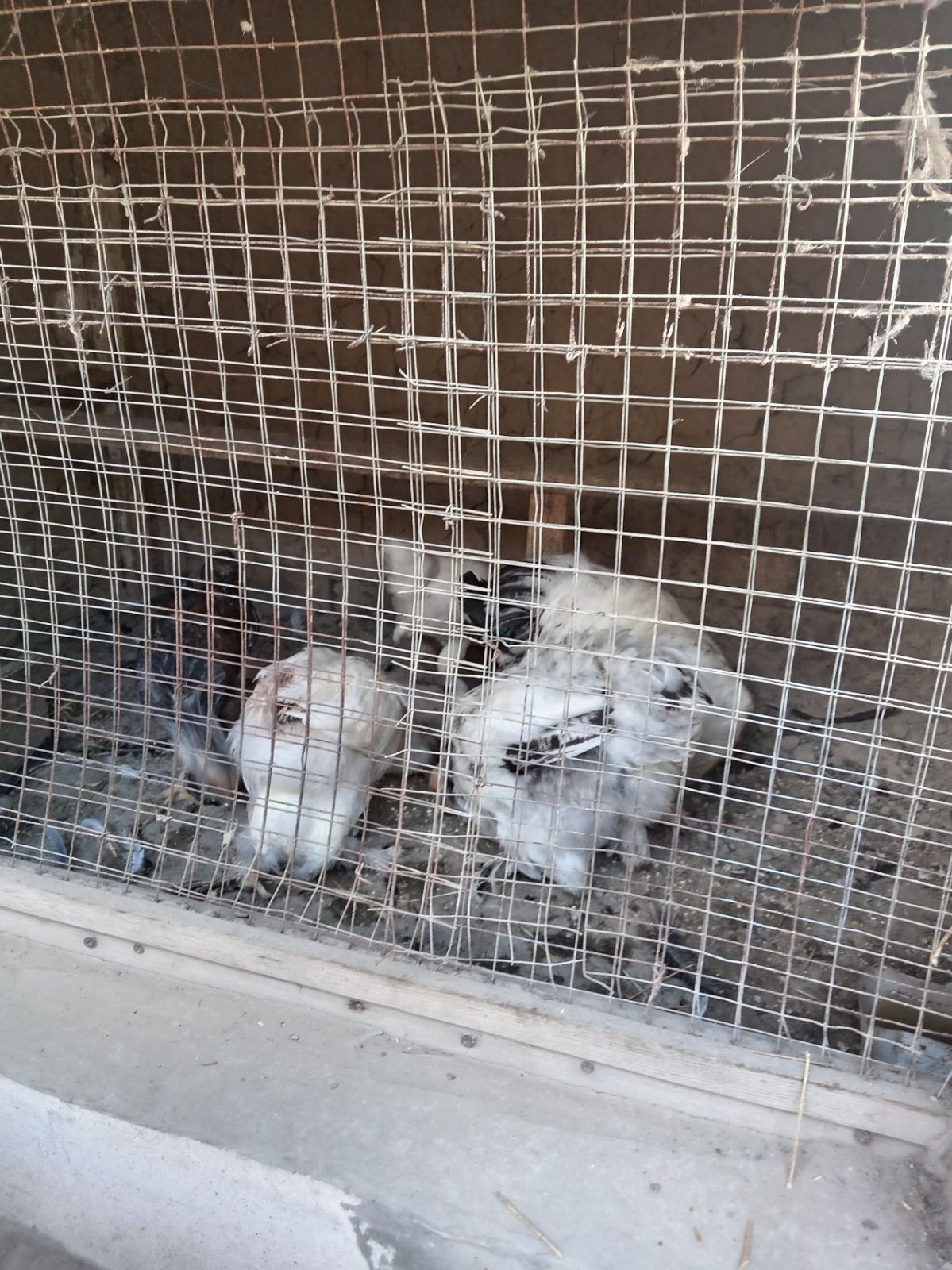 Brahma rooster and hens for sale, Samarkand district — 3