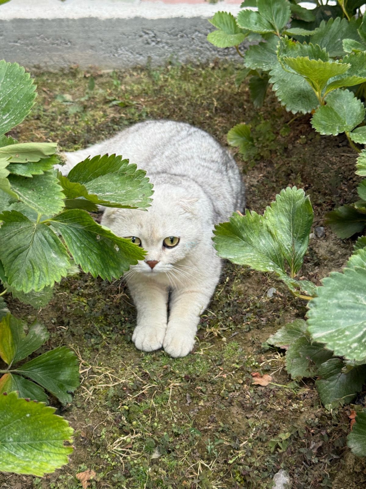 Британская шиншилла, кошка, продаётся, Алмазарский район — 2