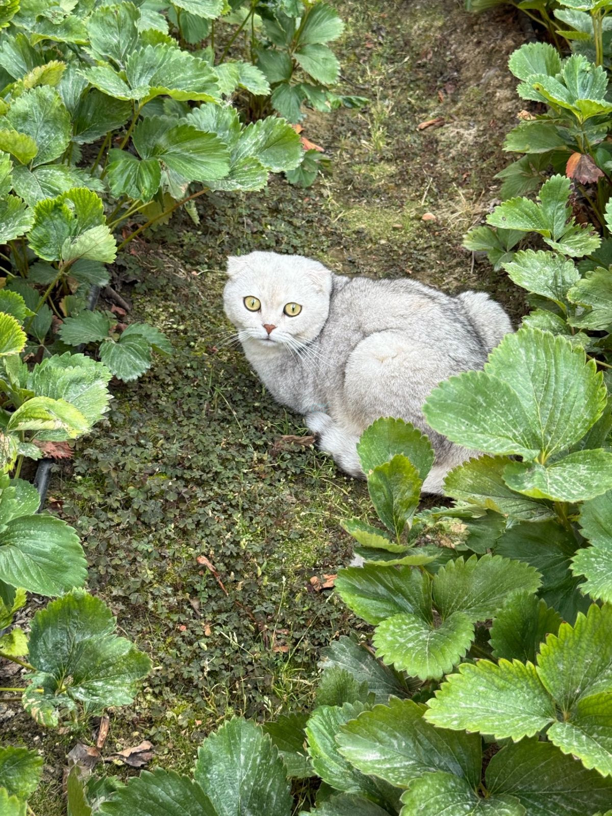 Британская шиншилла, кошка, продаётся, Алмазарский район — 3