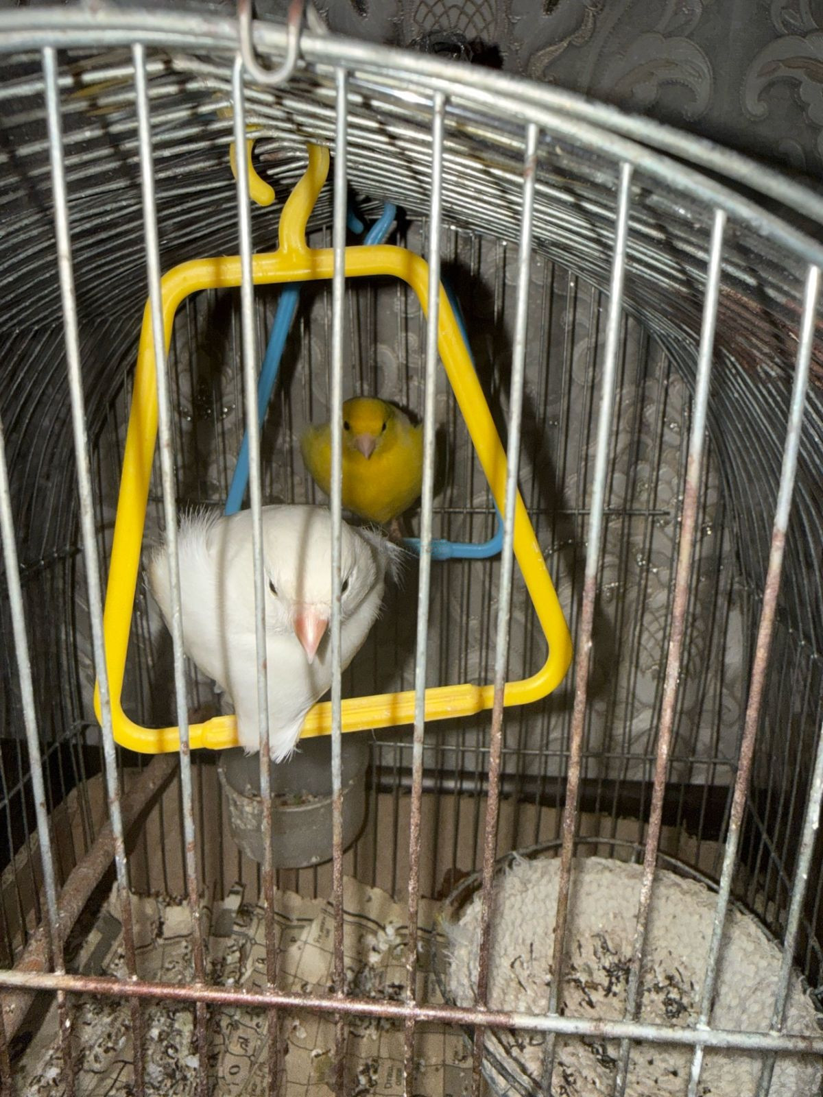 Канарейки продаются, Янгихает — 3