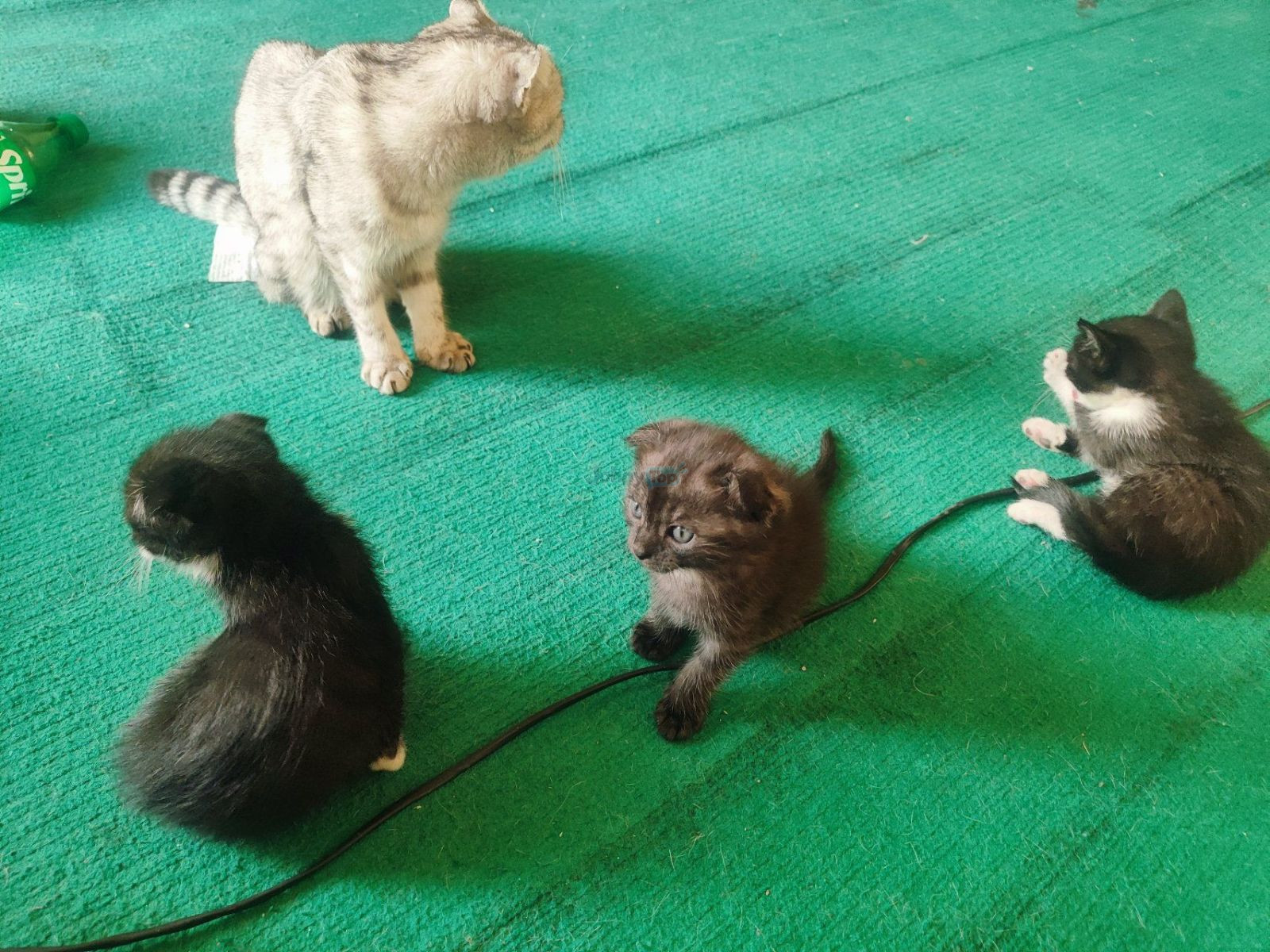 Female Scottish Fold cat with kittens for sale, Chortoq — 2