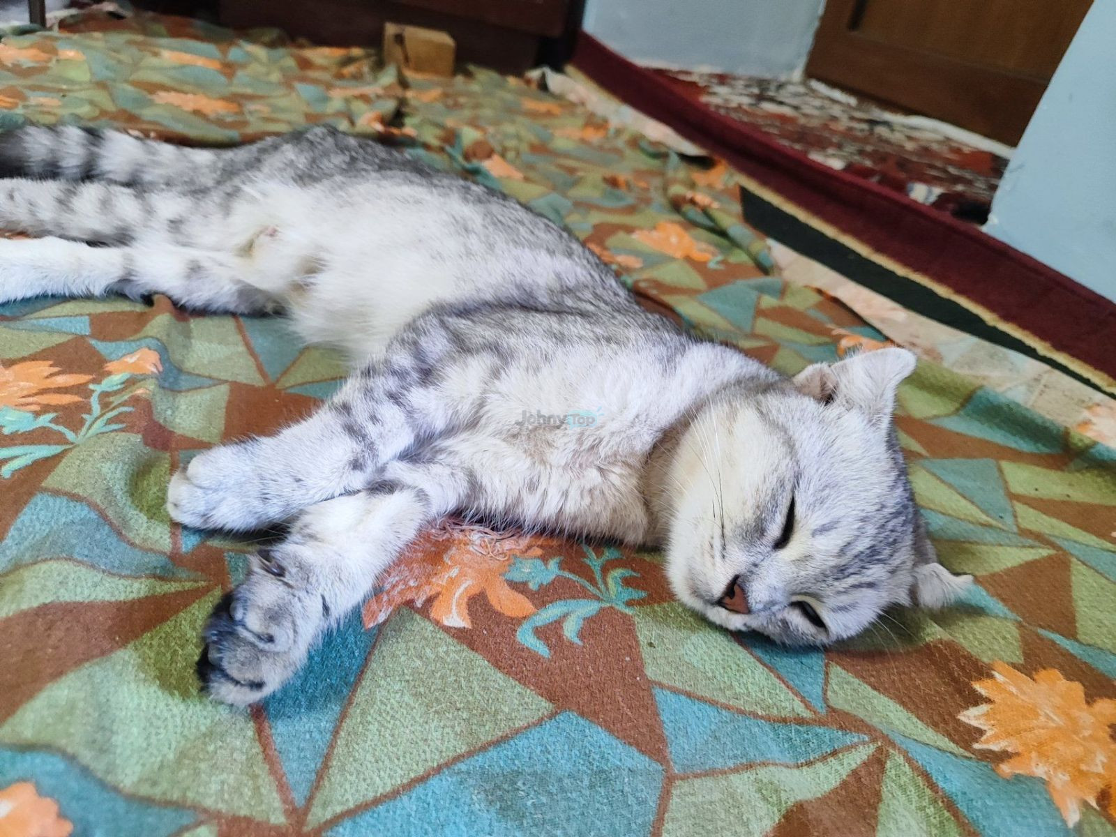 Female Scottish Fold cat with kittens for sale, Chortoq — 3