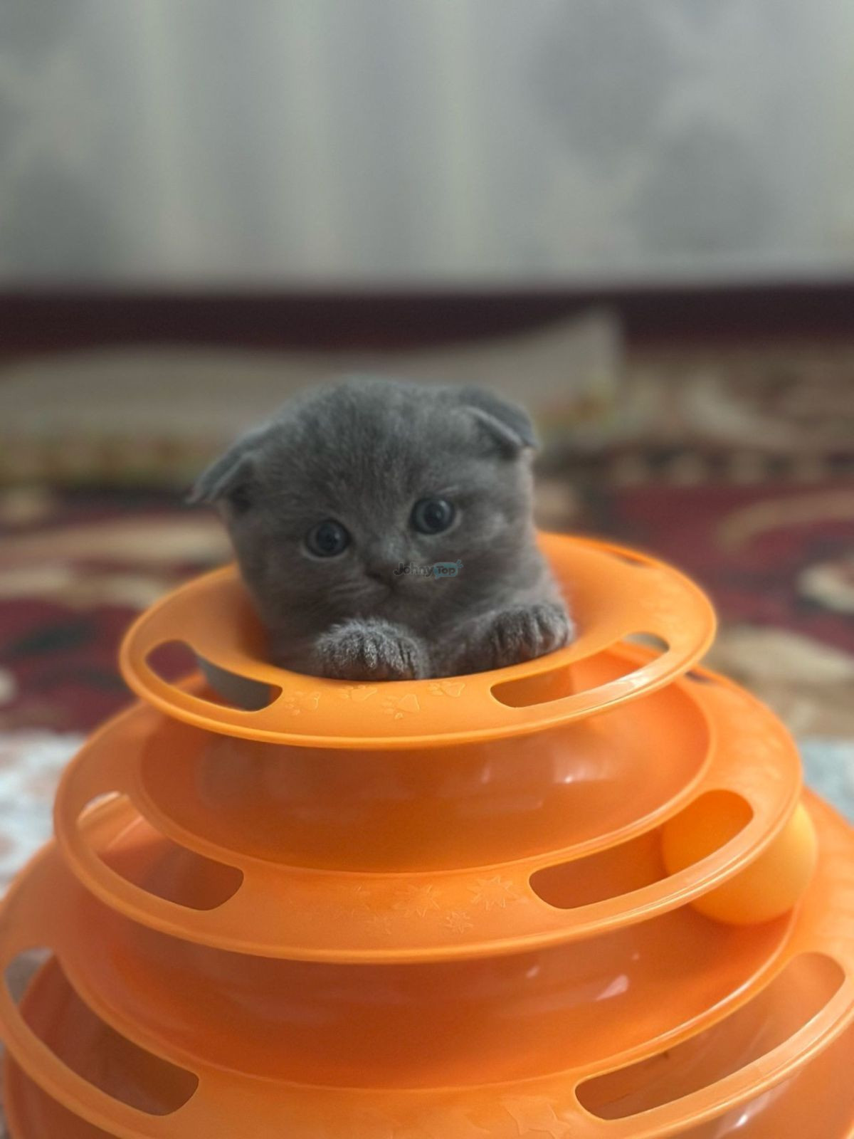 British Shorthair mushukchalari sotiladi, Toshkent tumani — 2