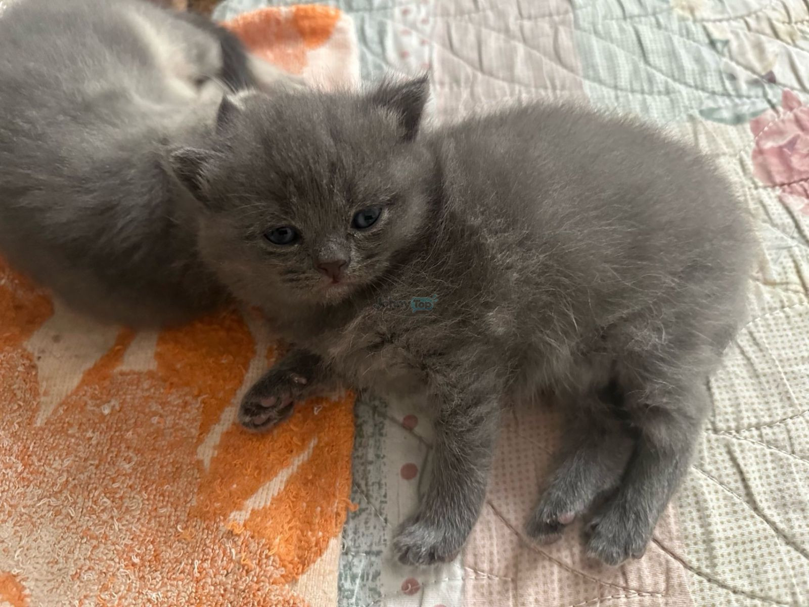 British Shorthair mushukchalari sotiladi, Toshkent tumani — 3